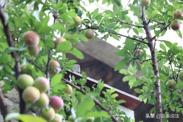 六旺集团副业靠谱吗？六旺果树项目值得做吗？