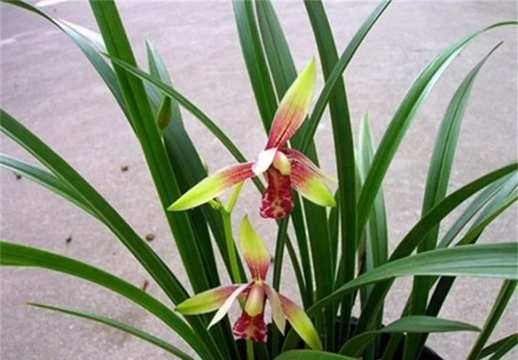 兰花养殖副业有哪些种类，养殖方法要注意啥？