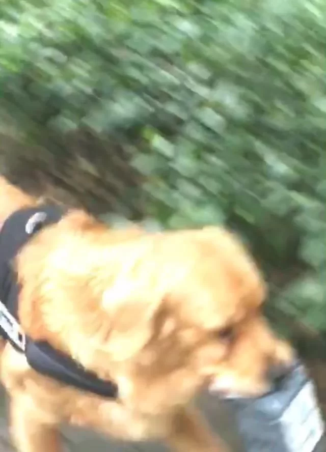 兼职买手卖狗靠谱？宠物狗买卖兼职有坑吗？