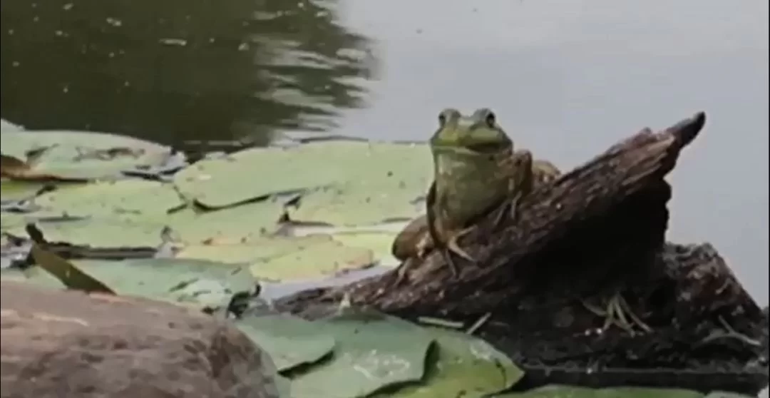 养龟繁殖副业靠谱吗？风水禁忌这些要注意！