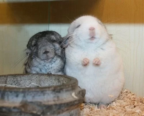 养龙猫当副业靠谱吗，一个月开销多少合适？