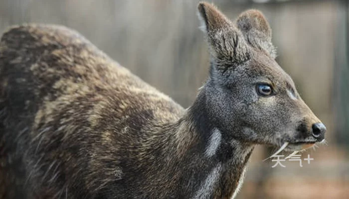 养麝香当副业，麝香是动物身上哪个部位？