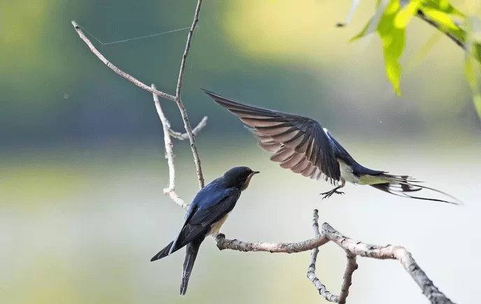 养鹦鹉能当副业吗？小太阳鹦鹉能养能卖合法不？