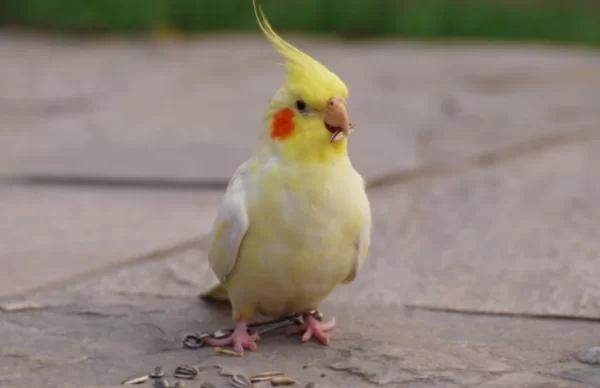 养鹦鹉做副业能赚钱吗？上班族适合搞吗？