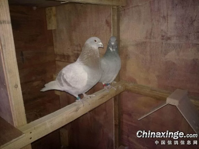 养鸽子算副业吗？新手养鸽子的好处与注意事项