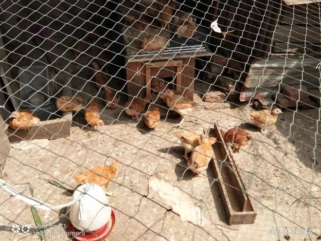 养鸡鸭副业靠谱吗？城市规定归哪个部门管？