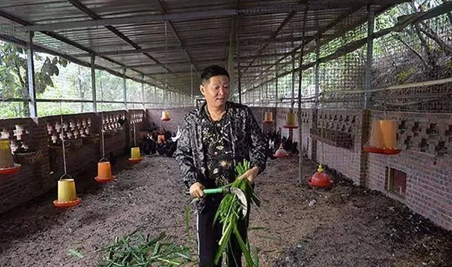 养鸡能做的副业有哪些，兼职也能干这些？