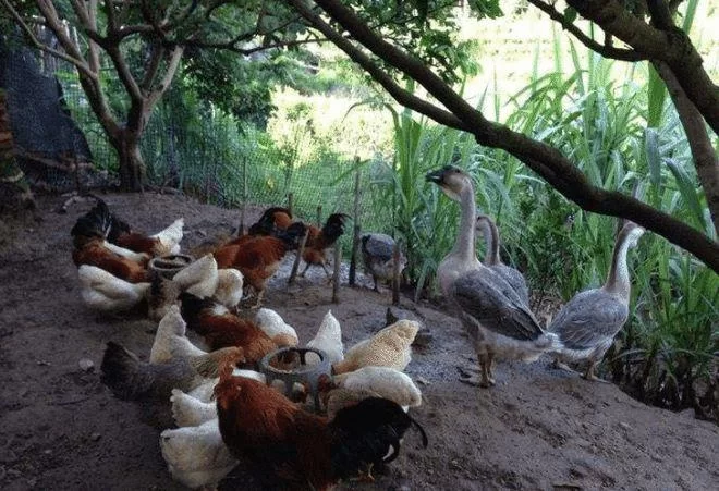 养鸡属于农业还是畜牧业？该找哪个部门管呢？