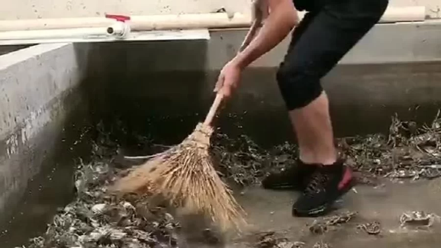 养螃蟹副业靠谱吗，水深喂食成本利润家里咋整？