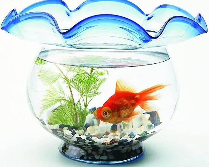 养锦鲤当副业能赚钱吗？水缸养对了更省心？