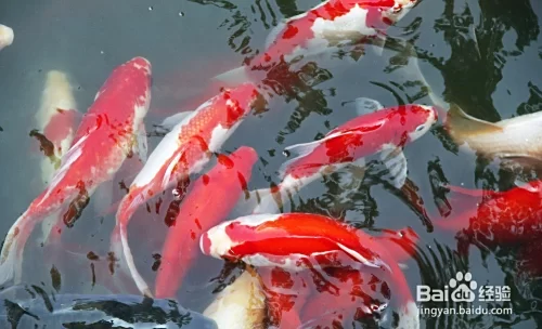 养锦鲤当副业靠谱吗？打氧养单条能活更久吗？