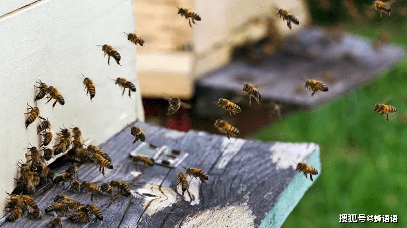 养蜂人的副业有哪些？利润和故事真能兼顾吗？