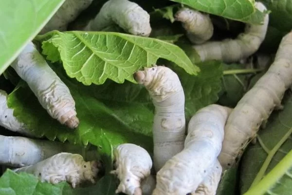 养蚕算副业还是什么行业？啥季节养最合适呀？