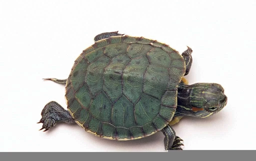 养甲鱼当副业靠谱吗？甲鱼在家养能养活不？