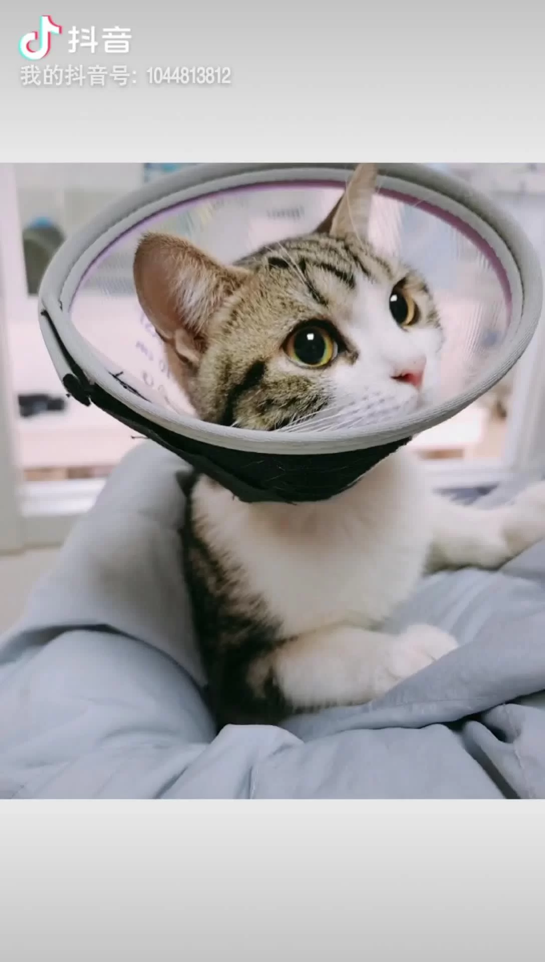 养猫能当副业吗？上班族养猫缓解焦虑还可行？