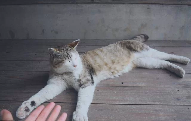 养猫的女生适合做副业吗?什么性格能赚多少?