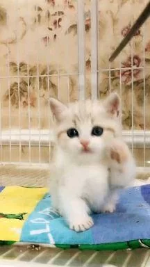 养猫好处坏处都有啥?注意事项和6件事先想清楚?