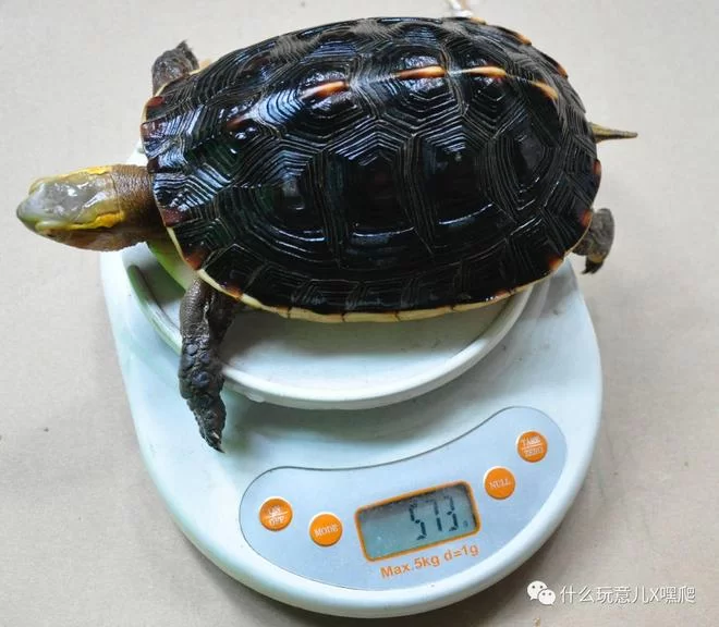 养黄缘挣副业,用什么土造景才能养高背?