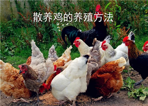 养鸡副业怎么赚钱,散养鸡一年利润有多少?