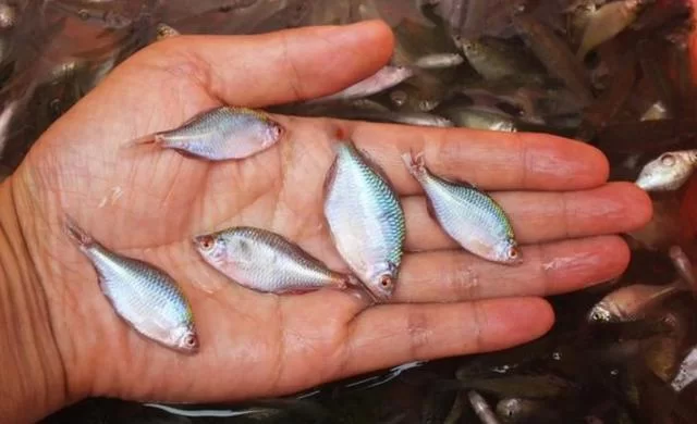 养鳑鲏鱼当副业靠谱吗?繁殖底沙缸还是裸缸好?