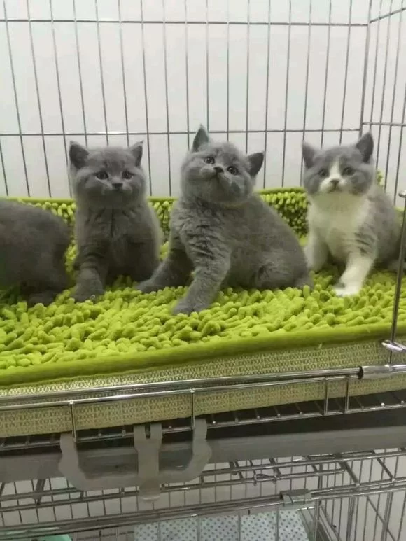 养猫繁殖做副业能赚钱吗,居民楼养算不算违法?