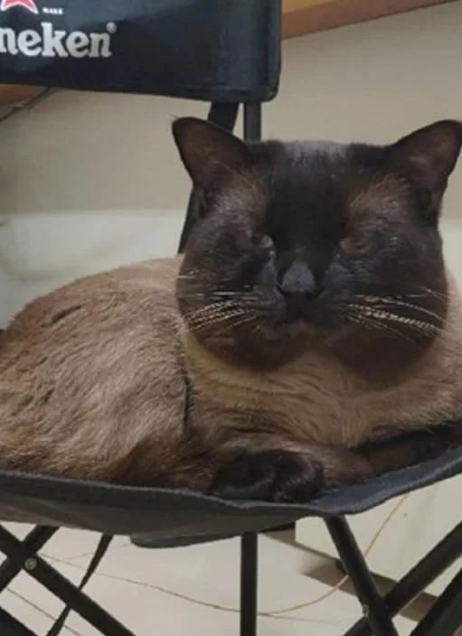 养猫咪当副业靠谱吗?领养猫咪怎么找领养人?