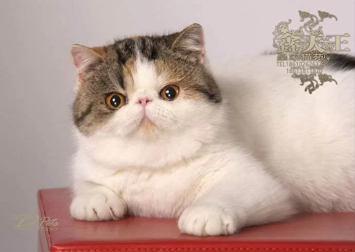 养猫副业要花多少钱,养猫开销又得多少?