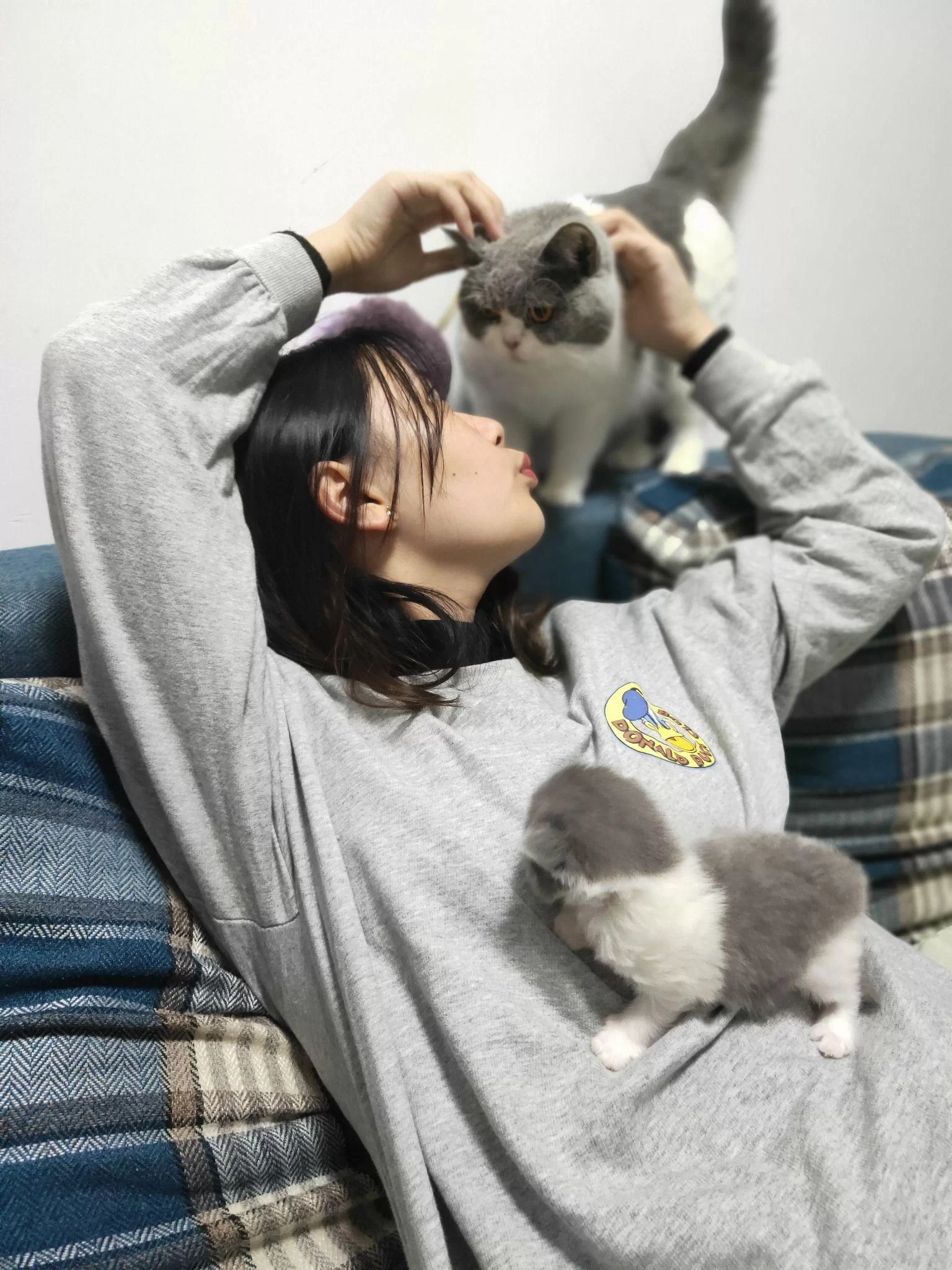 养猫主业副业咋选更赚钱,3只4只养几只更省心?