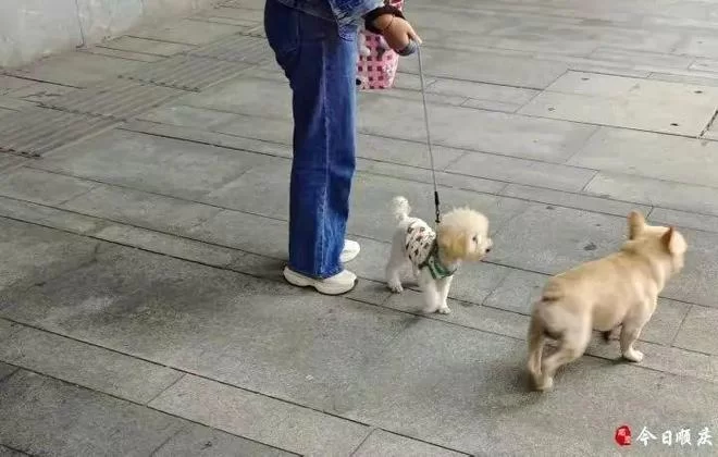 养狗能当副业吗?邻居养狗不栓绳物业管不管?