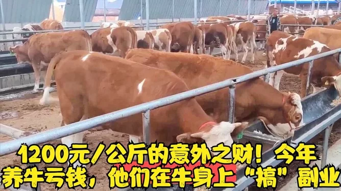 养殖牛搞副业,成本利润手续条件都要准备啥?
