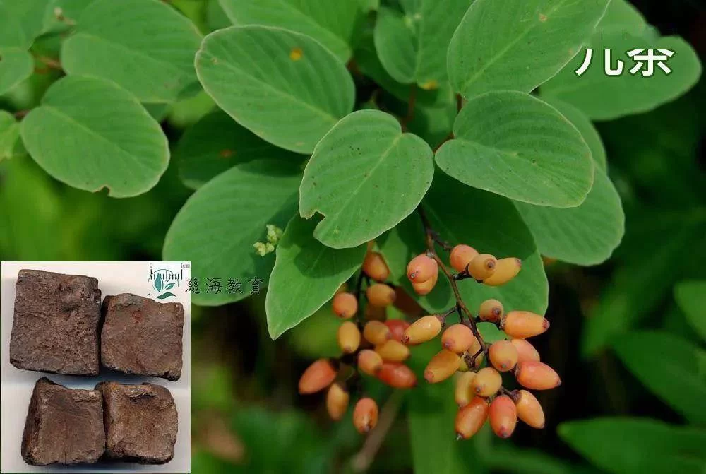 儿茶是什么中药,功效与用量一般是多少?