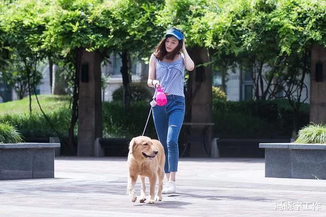 信阳遛狗兼职去哪找靠谱,遛狗不栓绳会违法吗?