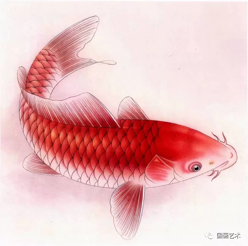 什么金鱼副业赚钱简单好养招财还稳当不费劲?