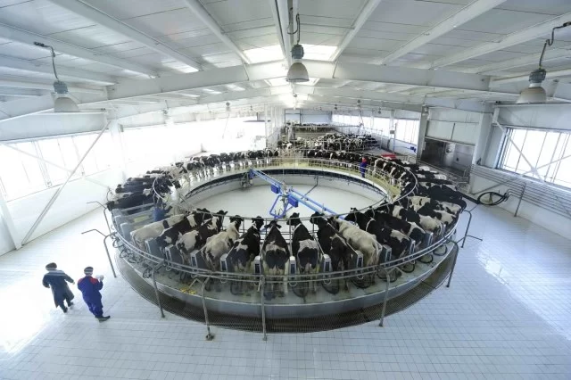 伊利牛奶和蒙牛哪个好？伊利牛奶兼职靠谱吗？