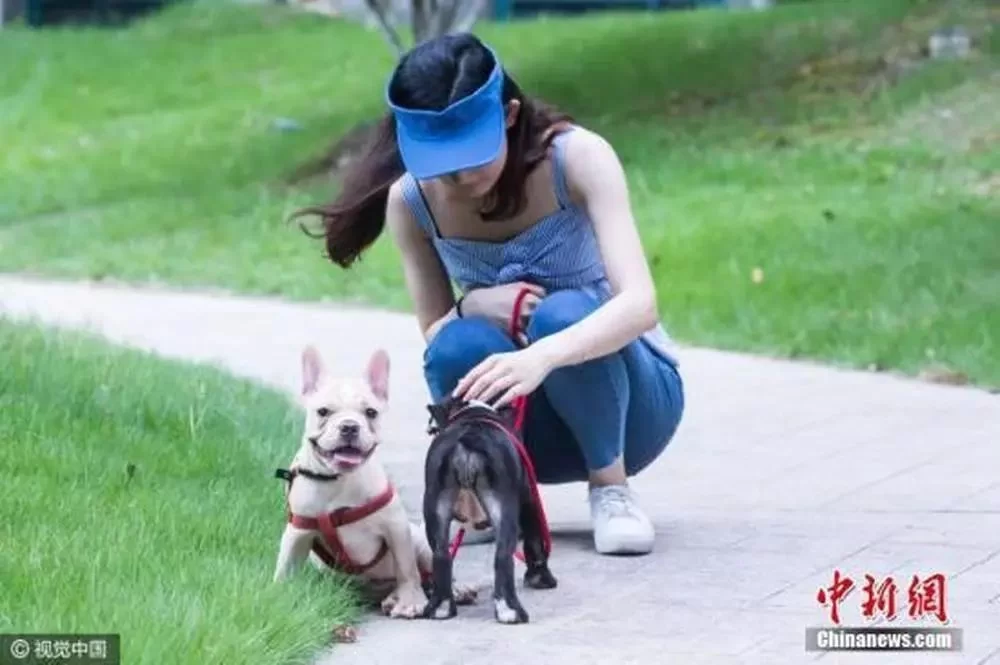 伊犁兼职遛狗去哪找?最新招聘信息看这里!