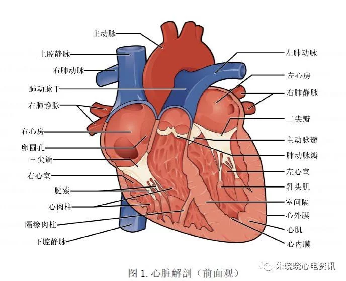 人体描边兼职靠谱不?人体描边大师是啥意思?