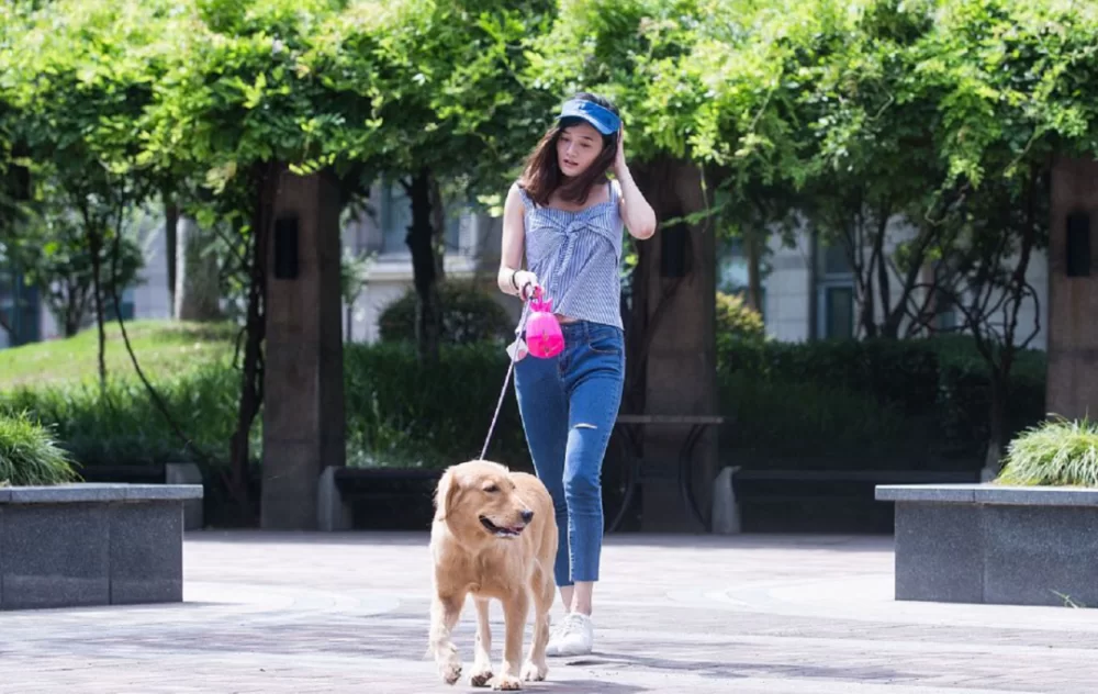 临渭区遛狗兼职哪家好，喂猫遛狗兼职app靠谱吗？