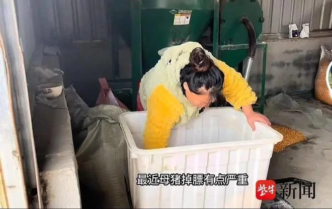 专业养猪副业少女怎么做,有哪些经验能参考?
