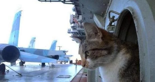 下班兼职养猫靠谱吗?这些兼职能兼顾养猫吗?