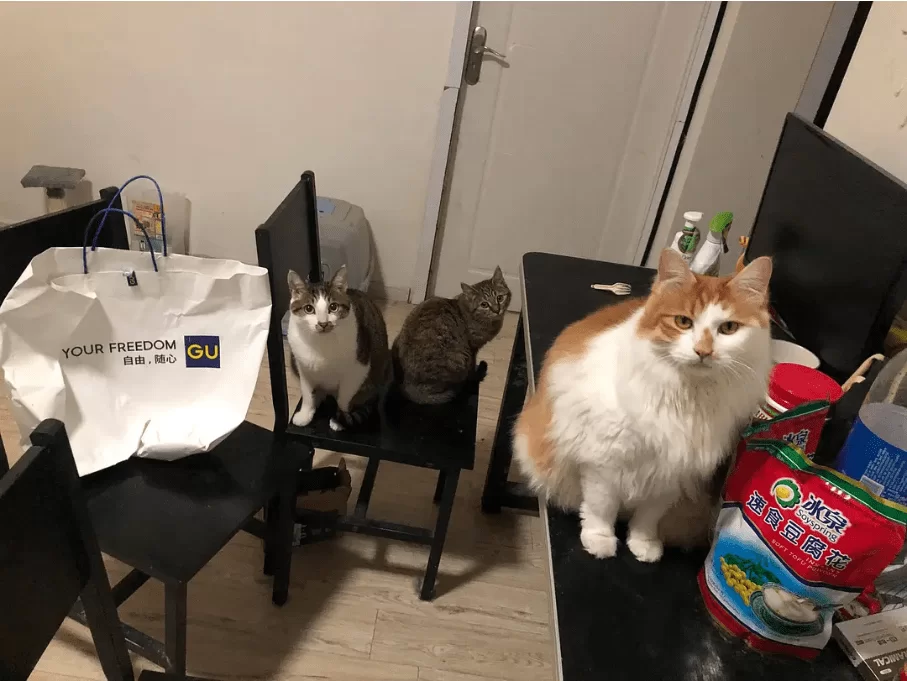 下班副业养猫，做点啥副业好做能赚点零花钱？