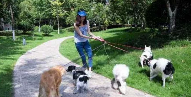 上班族晚上兼职副业,在家遛狗赚钱靠谱不靠谱?