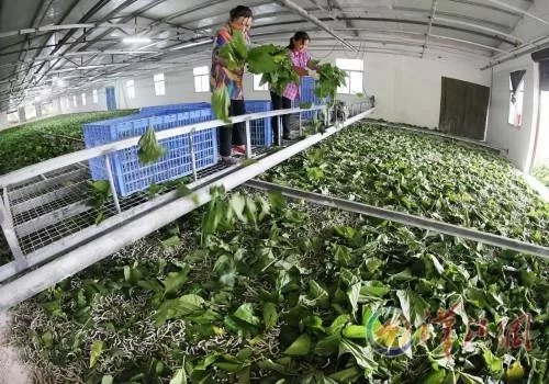 东北农村适合发展啥副业,种养加工这些具体方向咋搞赚钱?