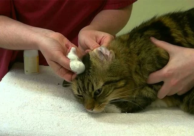 猫咪挂机会被检测吗,在线下载安全吗?