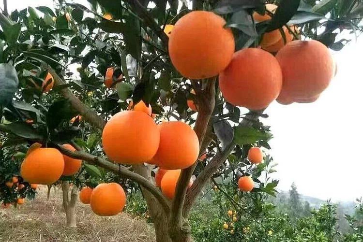 爱上果园真能赚钱吗?安全正规能提现吗?
