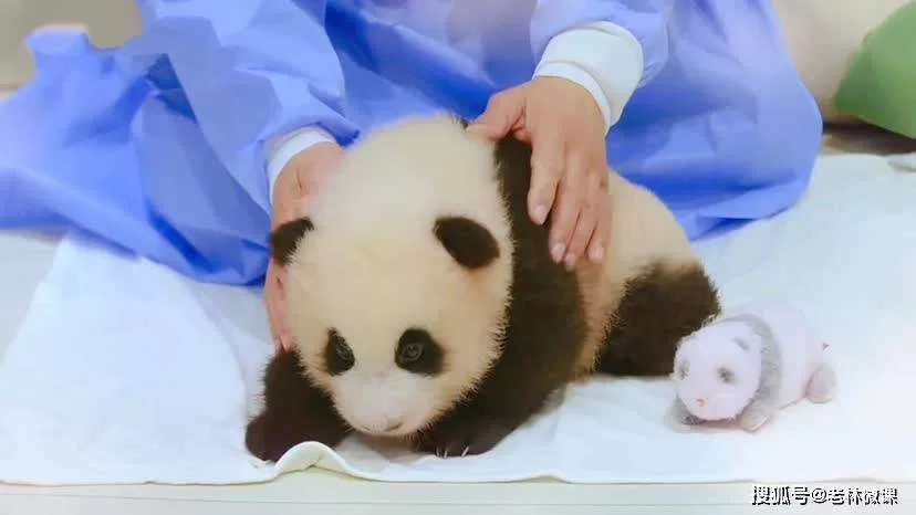 熊猫高价打码要注意什么,工号怎么领?