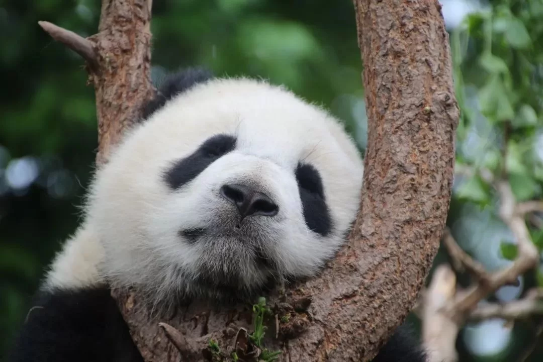 熊猫打码是什么?工号怎么领取轻松赚钱?