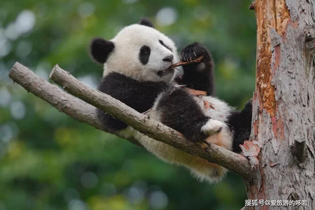 熊猫打码到底该怎么弄呀?简单几步就搞定?
