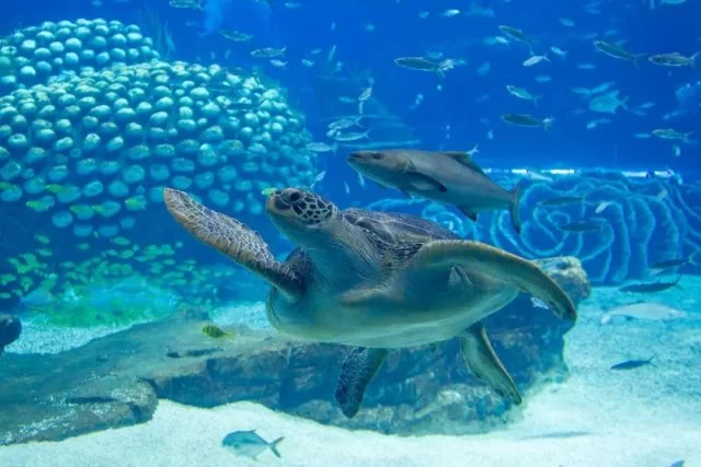 锦鲤网怎么赚钱，真的靠谱吗？