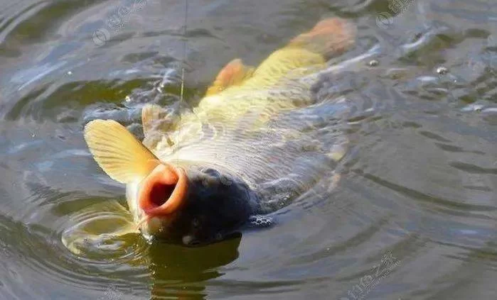 锚鱼能钓到什么鱼，几率大不大？