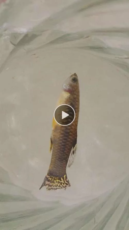 锚鱼摄像头安装防侧翻，连接手机能用吗？